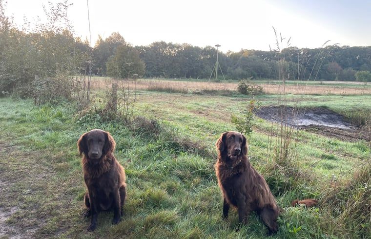 Honden in het veld bij Vakantiehuisje in Breda, omgeven door natuur.