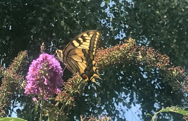 Unterkunft 441208 - Ferienhaus West Brabant - Vakantiehuisje in Gilze