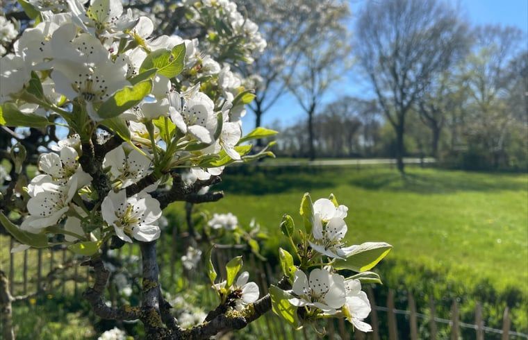 Unterkunft 441208 - Ferienhaus West Brabant - Vakantiehuisje in Gilze