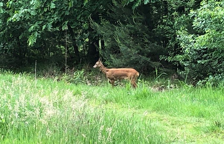 Unterkunft 441208 - Ferienhaus West Brabant - Vakantiehuisje in Gilze