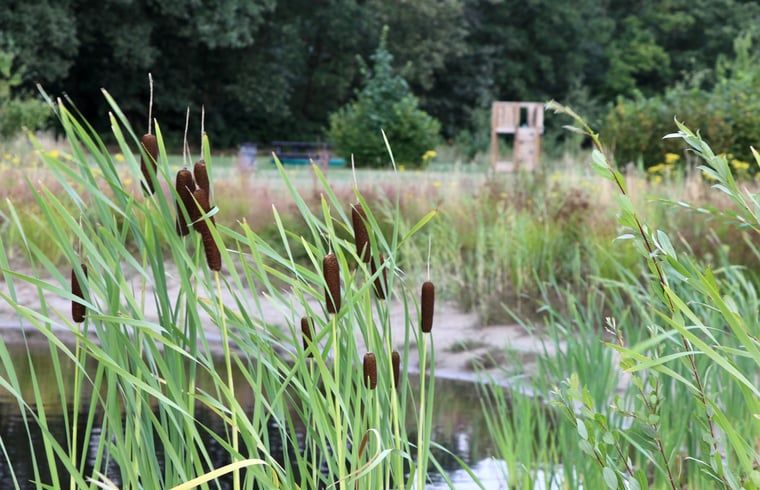 Unterkunft 441409 - Ferienhaus West Brabant - Huisje in Rucphen