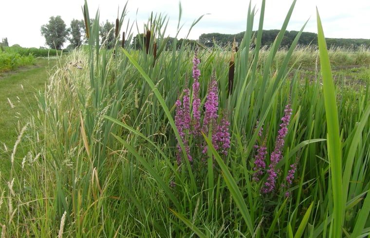Natuerliche Umgebung mit wilden Blumen im Haus in Drimmelen, Ferienhaus in Nordbrabant.