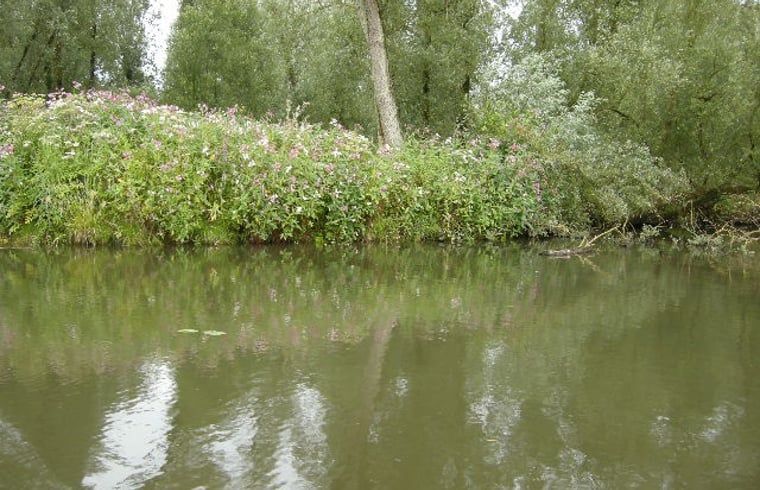 Ruhiges Wasser mit Blumen am Haus in Drimmelen, Ferienhaus in Westbrabant, umgeben von Natur.