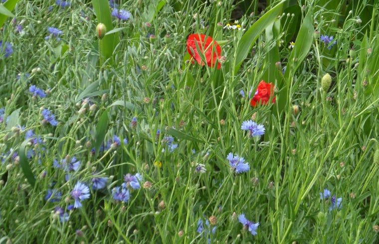 Wildblumen bei Cottage in Drimmelen, Ferienhaus in Westbrabant mit leuchtenden Farben.