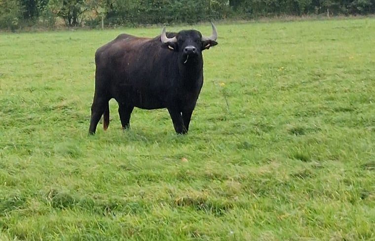 Wild buffalo in nearby pasture of Holiday home in Werkendam, West Brabant, North Brabant