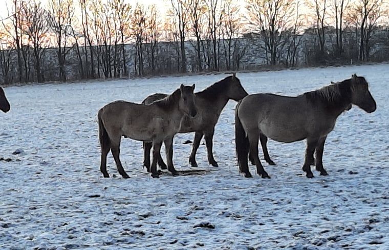 Wild horses in the snow near Holiday home in Werkendam, West Brabant, North Brabant