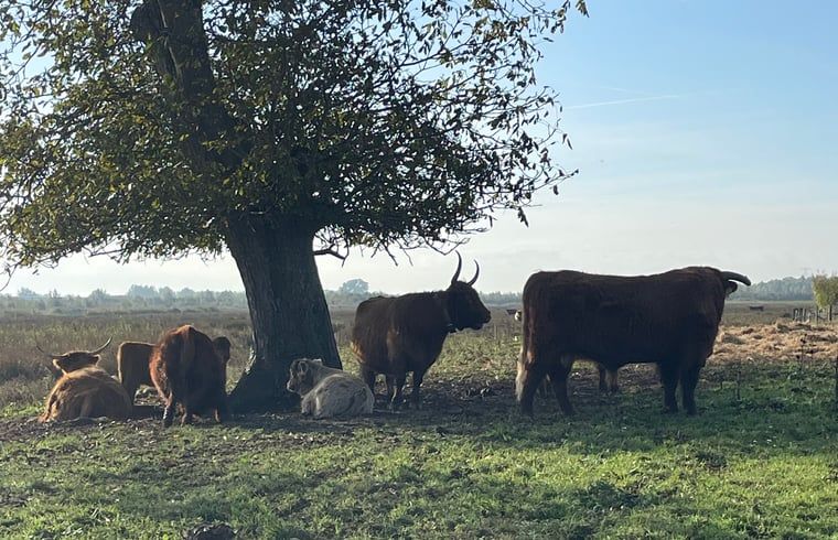 Guest house 443210 - Holiday property West Brabant - Huisje in Werkendam