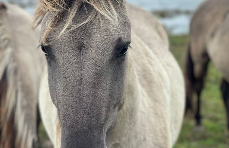 Guest house 443210 - Holiday property West Brabant - Huisje in Werkendam