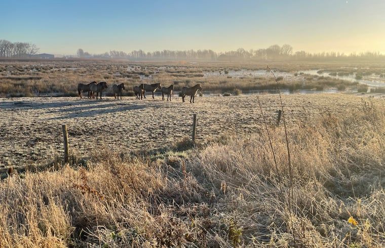 Guest house 443210 - Holiday property West Brabant - Huisje in Werkendam