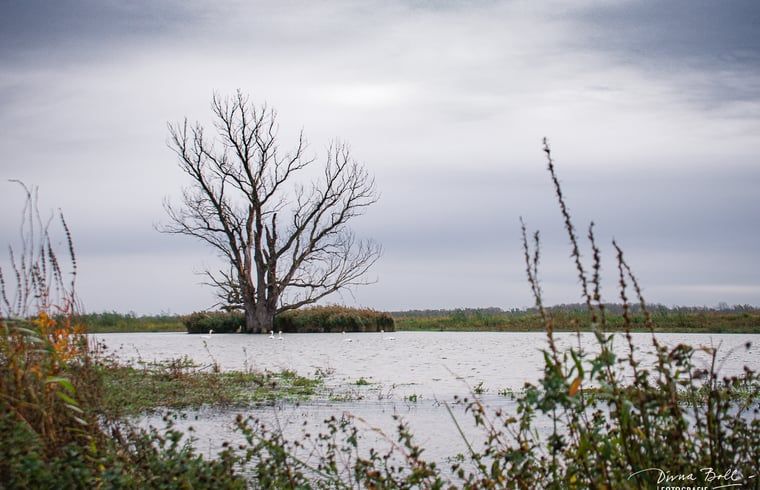 Guest house 443215 - Holiday property West Brabant - Vakantiehuis in Werkendam