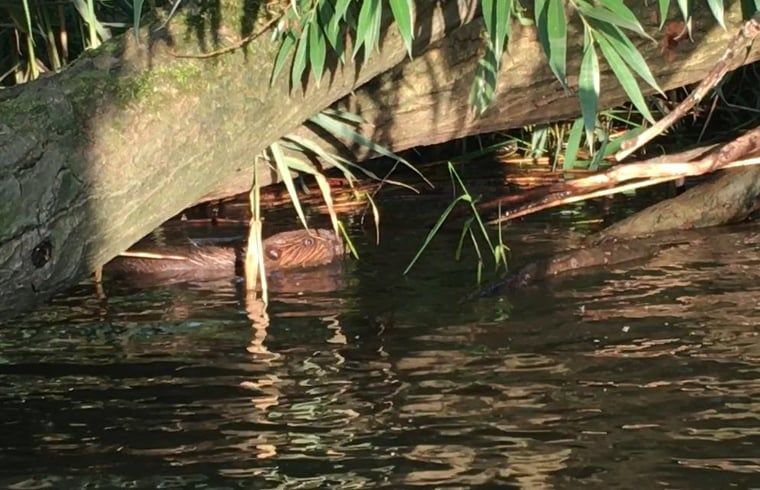 Guest house 443215 - Holiday property West Brabant - Vakantiehuis in Werkendam