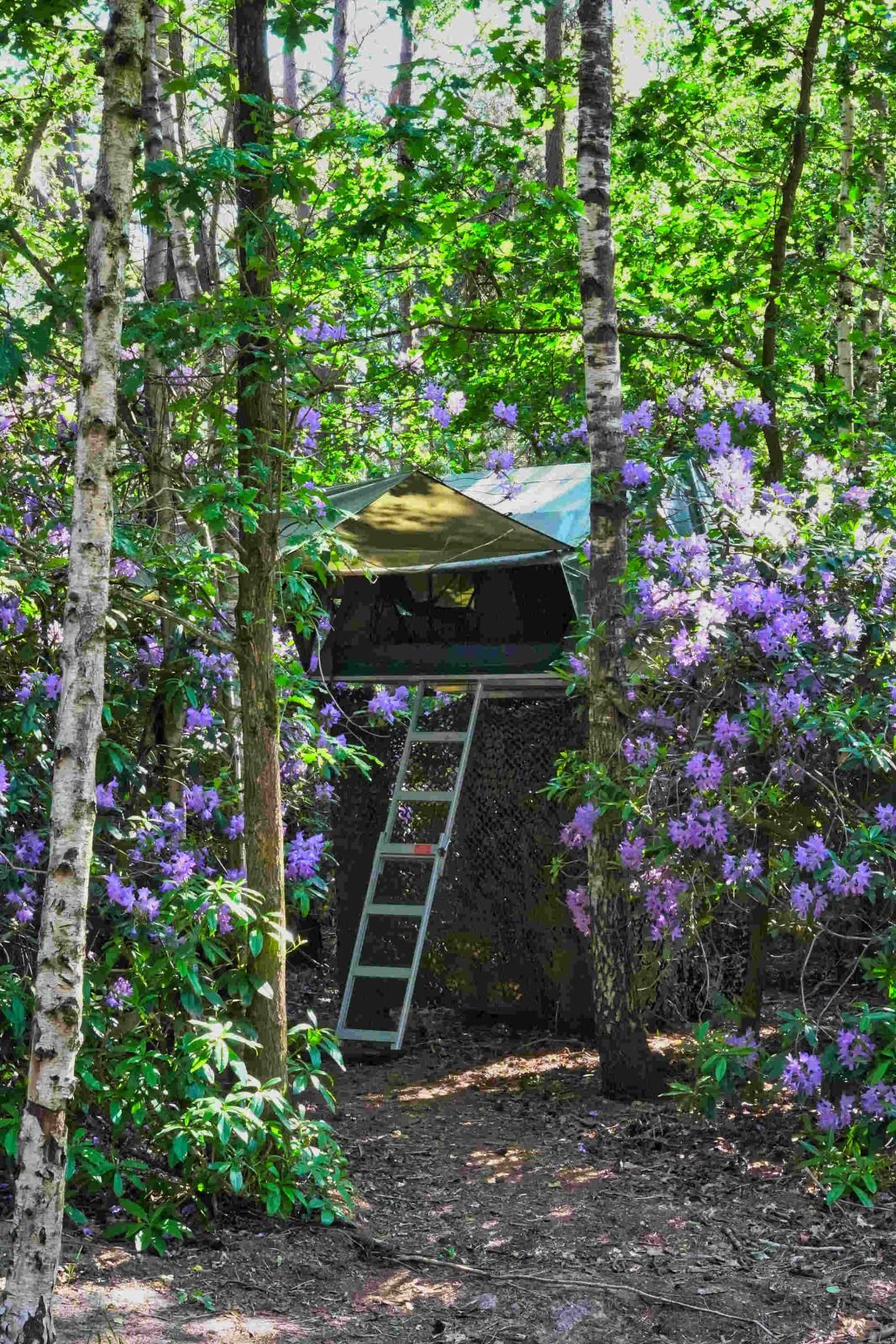 Verblijf 443605 - Vakantiewoning West Brabant - Treelodge