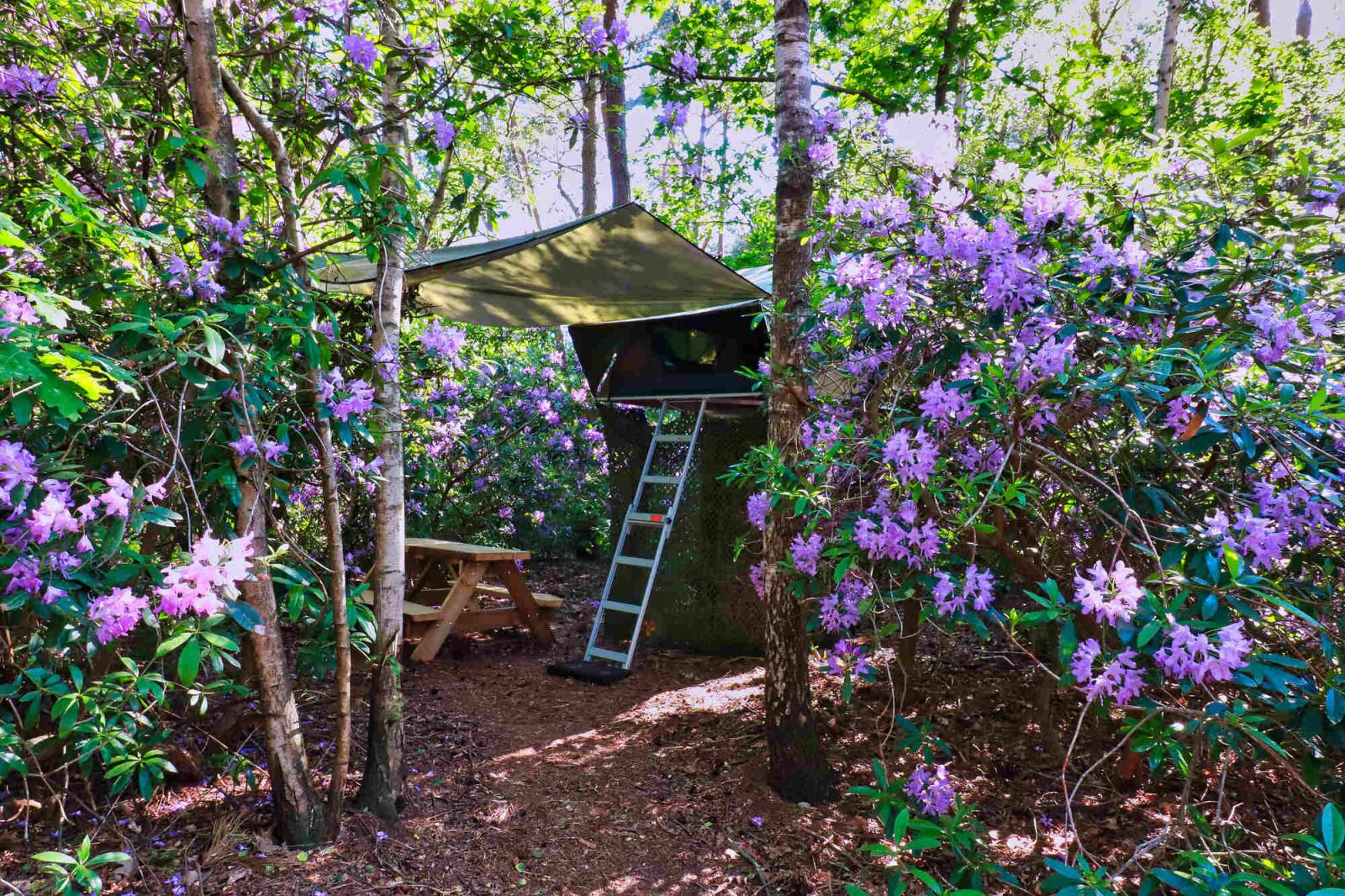 Verblijf 443605 - Vakantiewoning West Brabant - Treelodge