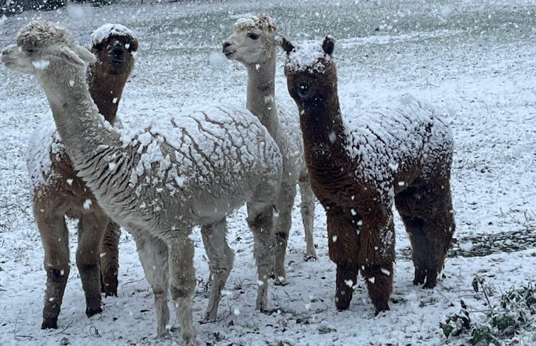 Guest house 443808 - Holiday property West Brabant - Huisje in Ulvenhout Ac