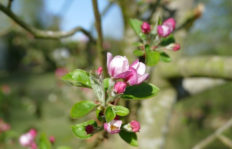 Detail of nature in the garden of Holiday home in Ulvenhout AC, North Brabant with ladybug.