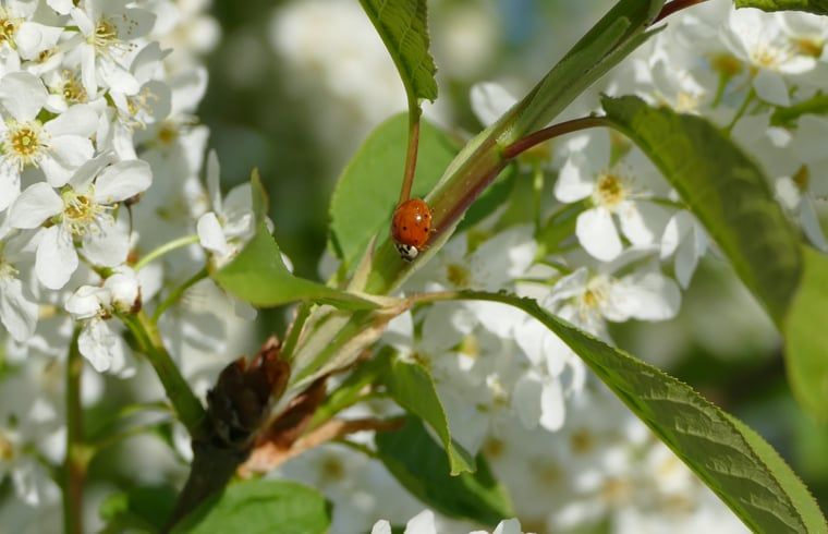 Guest house 443812 - Holiday property West Brabant - Vakantiehuis in Ulvenhout AC