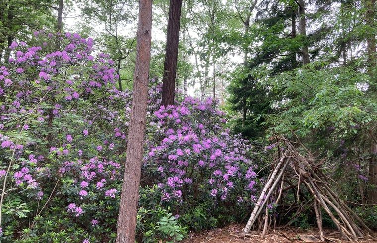 Flowering rhododendrons in the garden of Huisje in Schijf, vacation home in North Brabant.