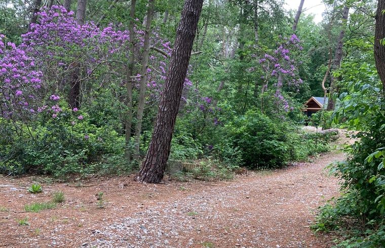 Wooded trails surrounding Cottage in Schijf, vacation home in North Brabant with natural beauty.