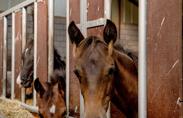 Unterkunft 444512 - Ferienhaus West Brabant - Vakantiehuisje in Terheijden