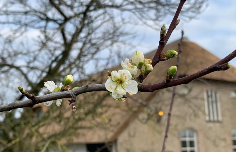 Verblijf 446001 - Vakantiewoning West Brabant - Huisje in Moerstraten