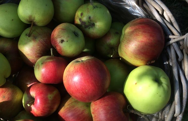 Verblijf 446002 - Vakantiewoning West Brabant - Vakantiehuisje in Moerstraten