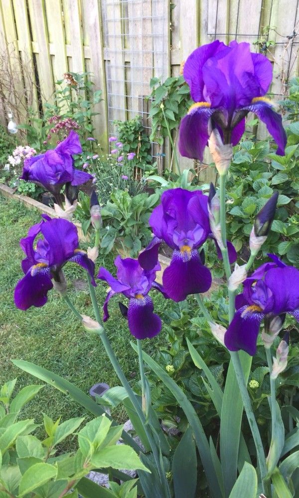 Guest house 450115 - Holiday property Noordzeekust - de Vlinder