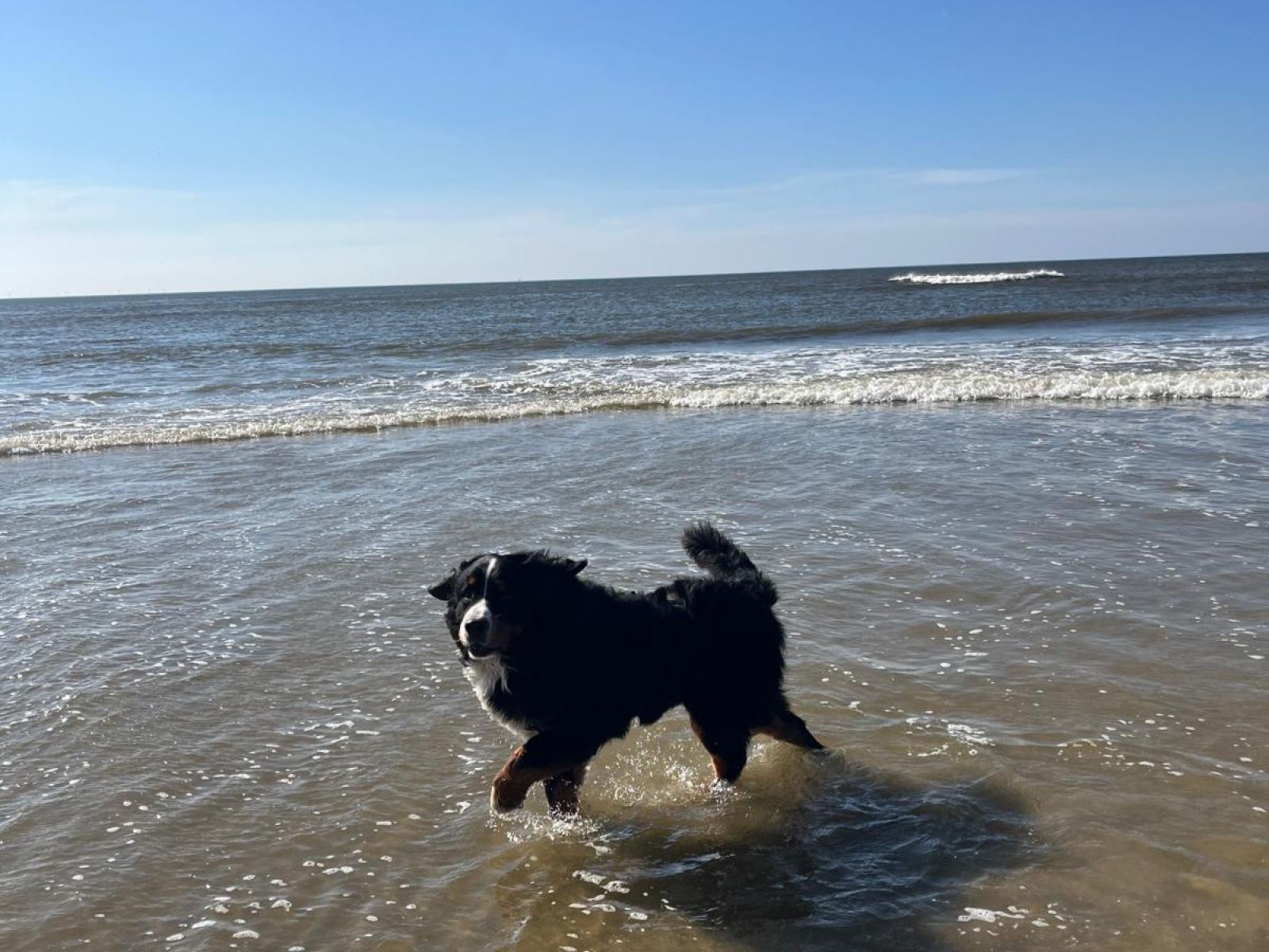 Unterkunft 4502108 - Ferienhaus Noordzeekust - NH580