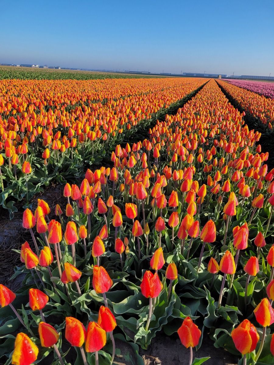 Unterkunft 4502108 - Ferienhaus Noordzeekust - NH580