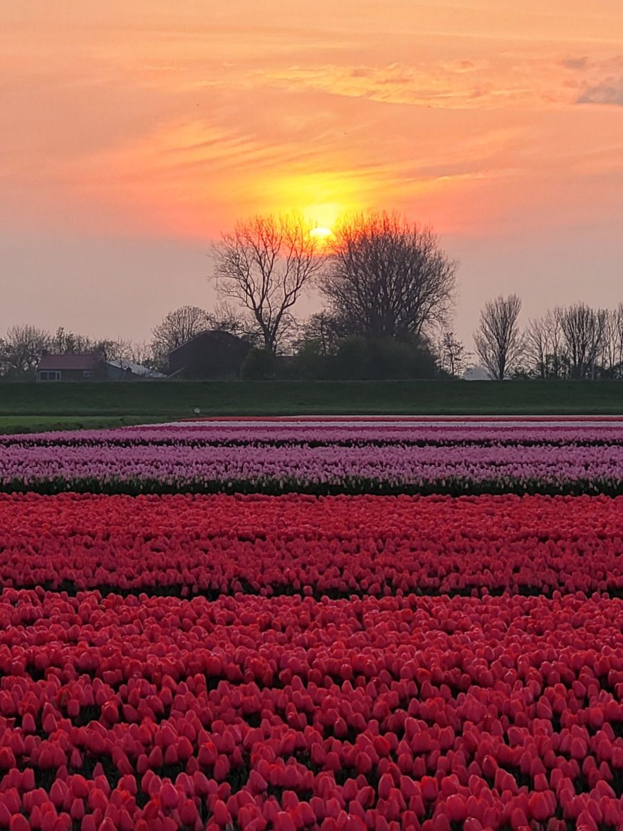 Unterkunft 4502108 - Ferienhaus Noordzeekust - NH580