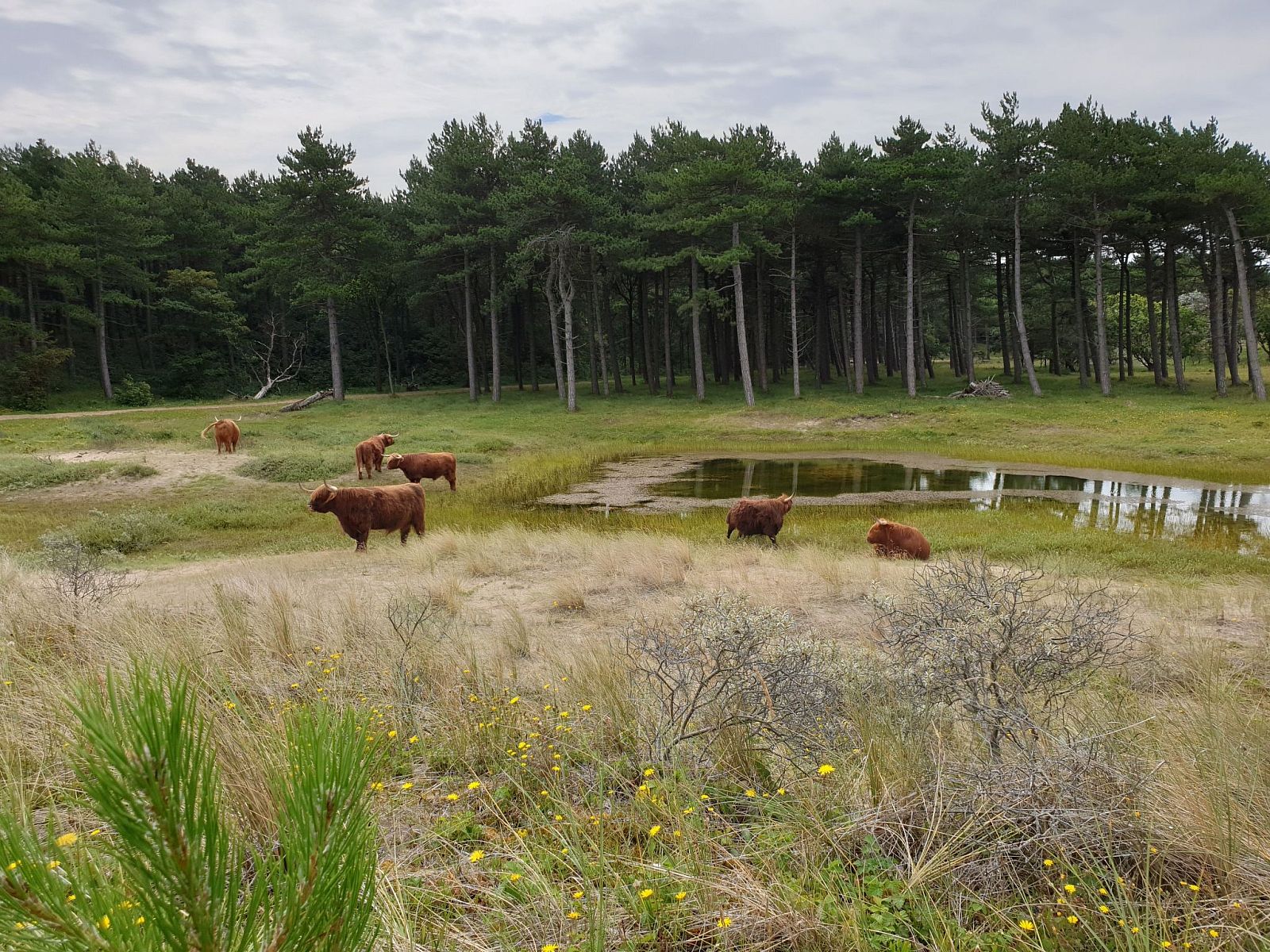 Unterkunft 4503153 - Ferienhaus Noordzeekust - Vakantiehuis Sommerhaus "De Zeester"