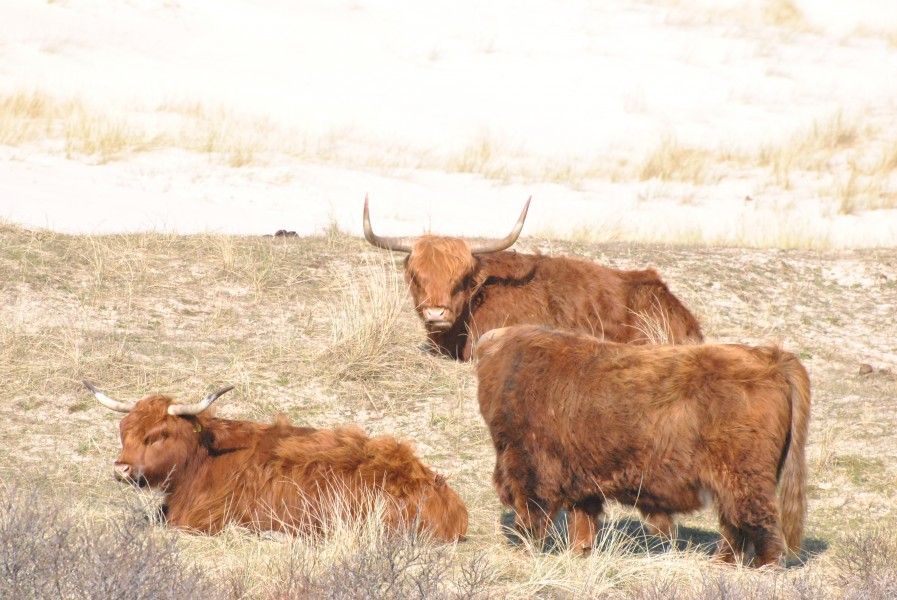 Schottische Hochlnder in der Nhe des Hauses der Familie Buis, Ferienhaus in Egmond aan Zee, Nordholland.