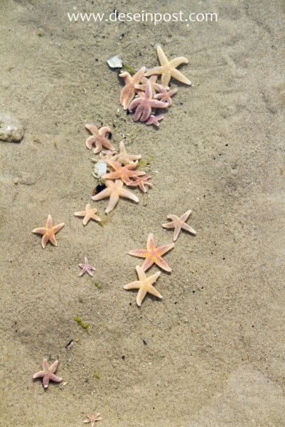 Unterkunft 450401 - Bungalow Noordzeekust - Callantsoog de Seinpost nr 9