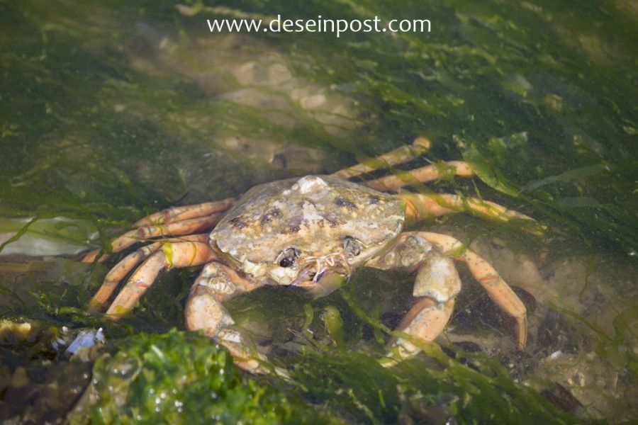 Unterkunft 450401 - Bungalow Noordzeekust - Callantsoog de Seinpost nr 9