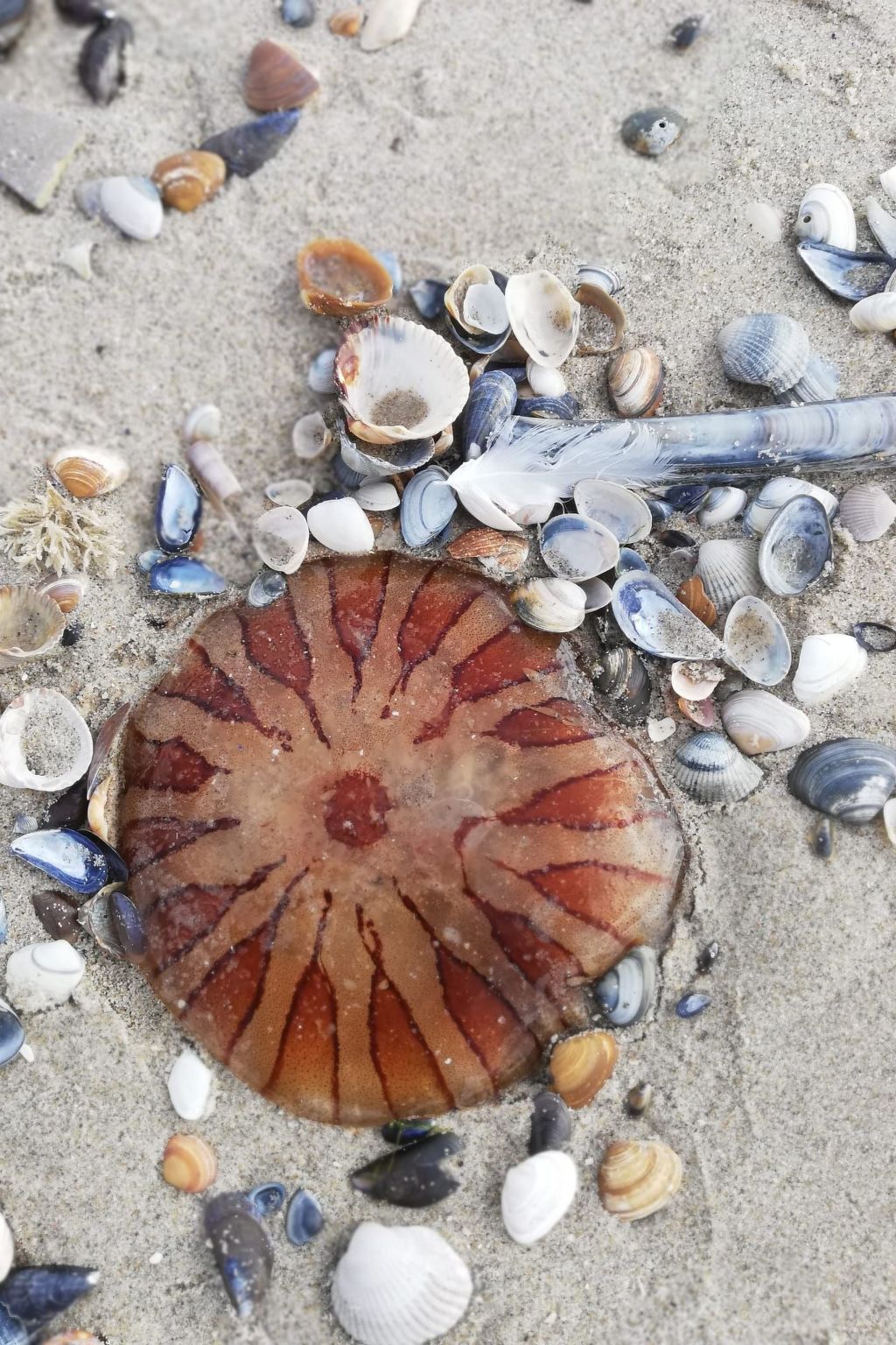 Unterkunft 4504127 - Ferienhaus Noordzeekust - Vakantiehuis Stuivezandeweg 6, Nähe Strand
