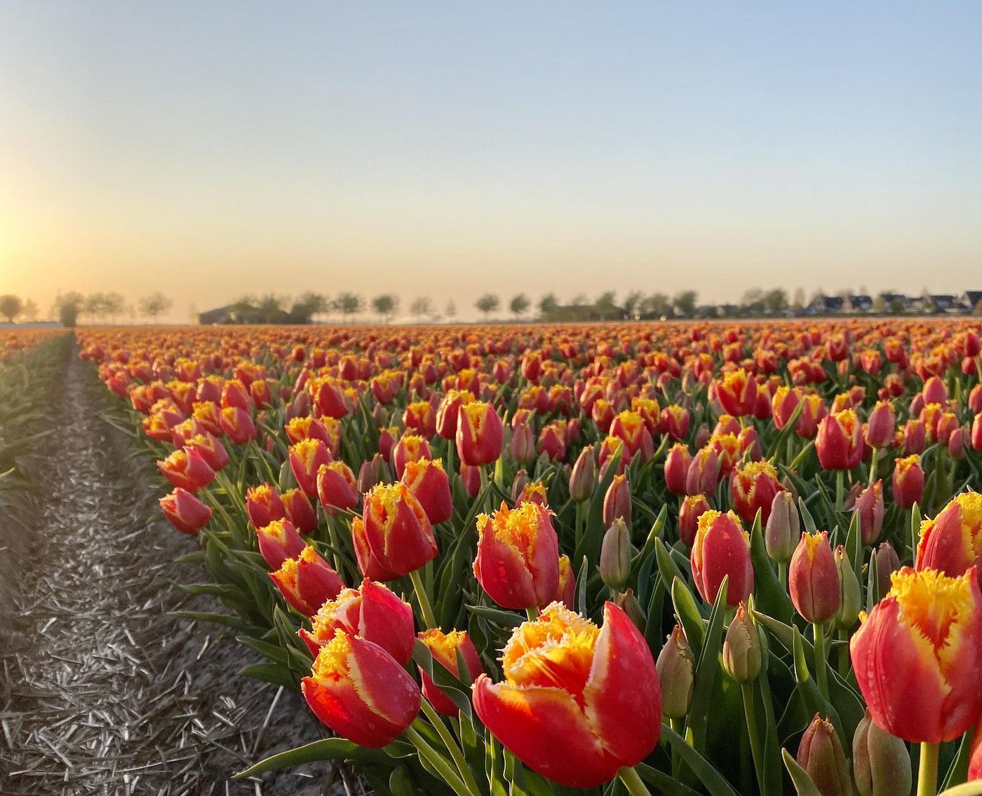Willkommen bei De Princen Keet bei Duinerei A202 Groote Keeten, Ferienhaus an der Nordseekueste in Callantsoog, Nordholland.