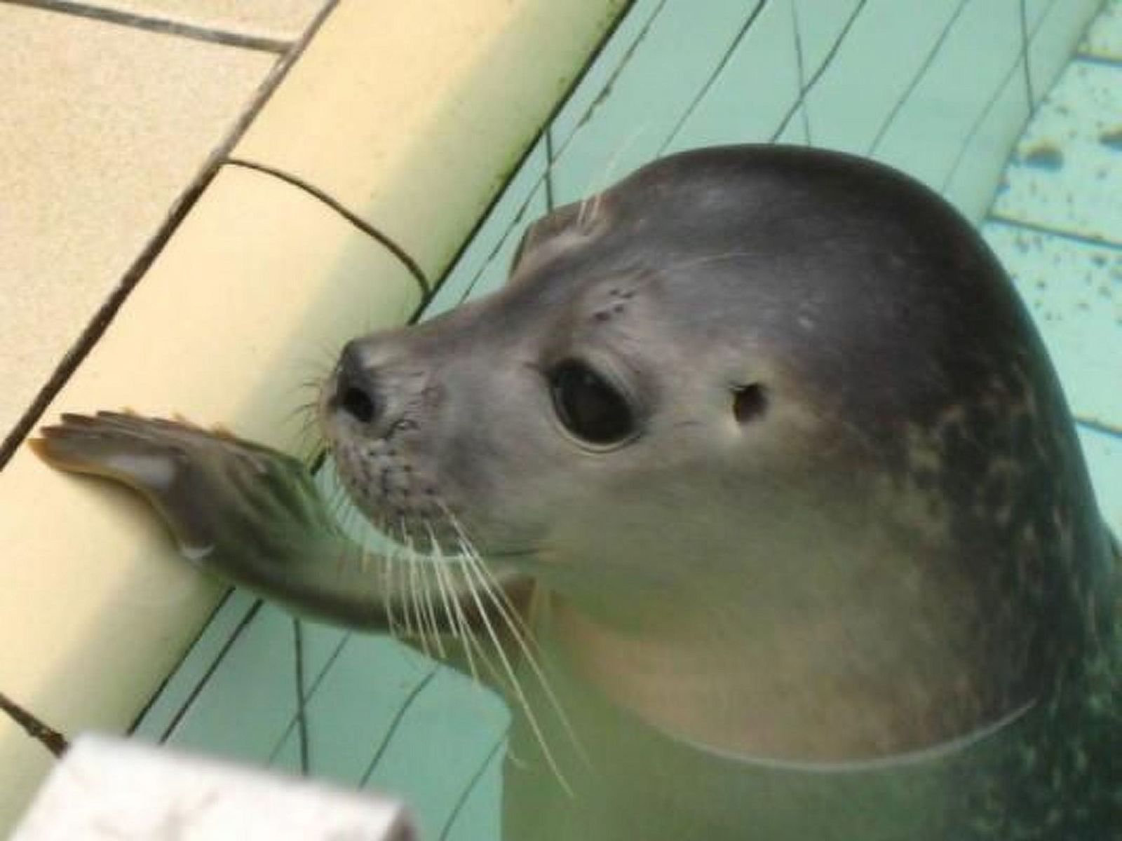 Guest house 4504149 - Holiday property Noordzeekust - Vakantiehuis Gemütlicher Bungalow für 4 Personen