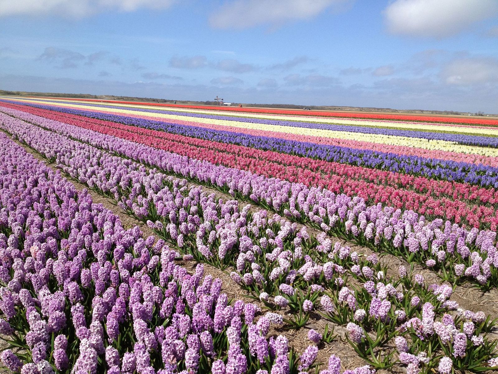 Guest house 4504150 - Holiday property Noordzeekust - Vakantiehuis Ferienbungalow Abbes mit Garten und Terrasse