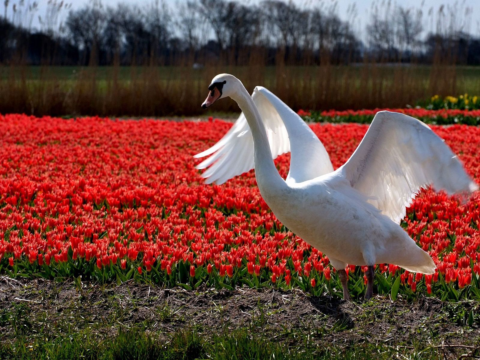 Guest house 4504150 - Holiday property Noordzeekust - Vakantiehuis Ferienbungalow Abbes mit Garten und Terrasse