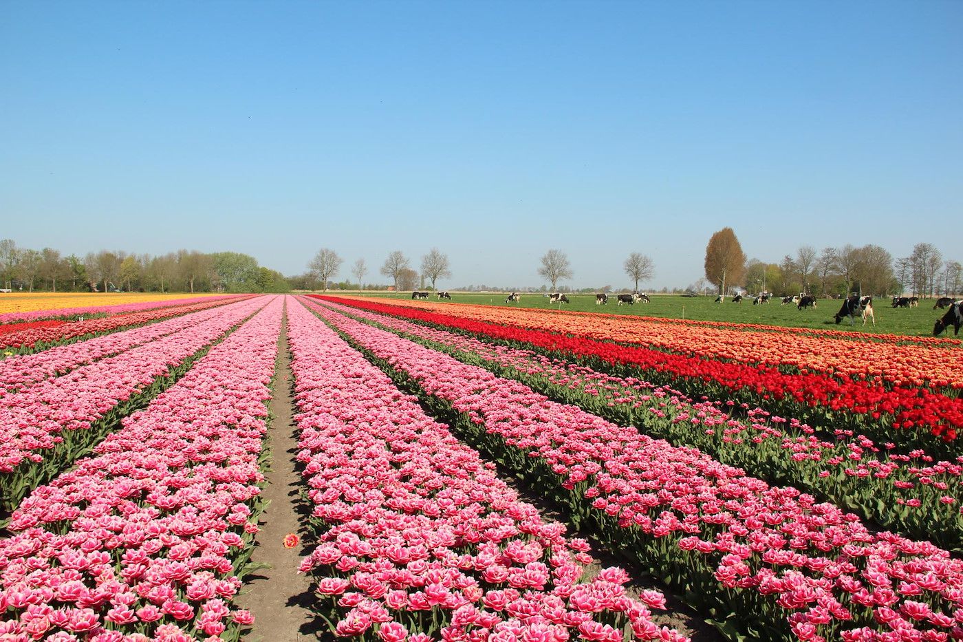 Bunte Tulpenfelder im Sandepark 171 Groote Keeten, Ferienhaus in Callantsoog an der Nordseekueste, Nordholland.