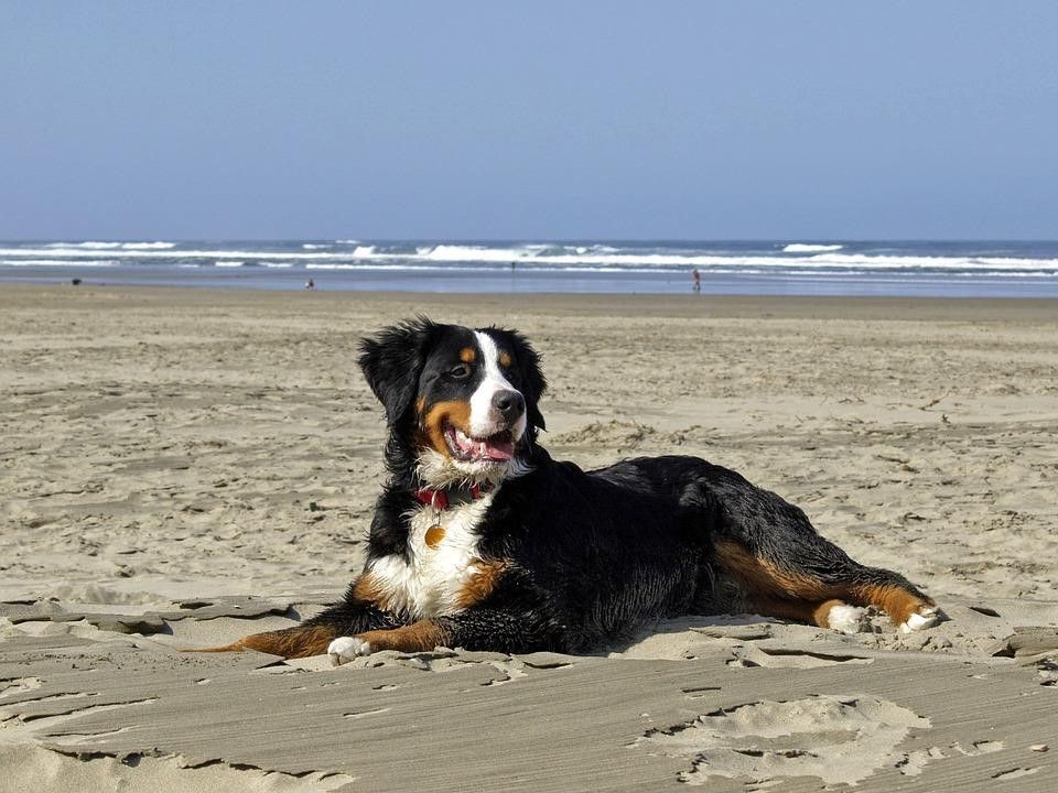 Hund am Strand bei Sandepark 171 Groote Keeten, Ferienhaus in Callantsoog an der Nordseekueste, Nordholland.