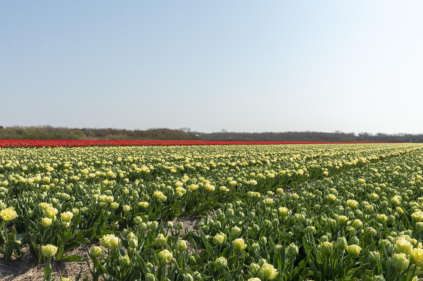 Bluehende Tulpenfelder in der Naehe des Ferienhauses Beach Life 103 Groote Keeten in Callantsoog.