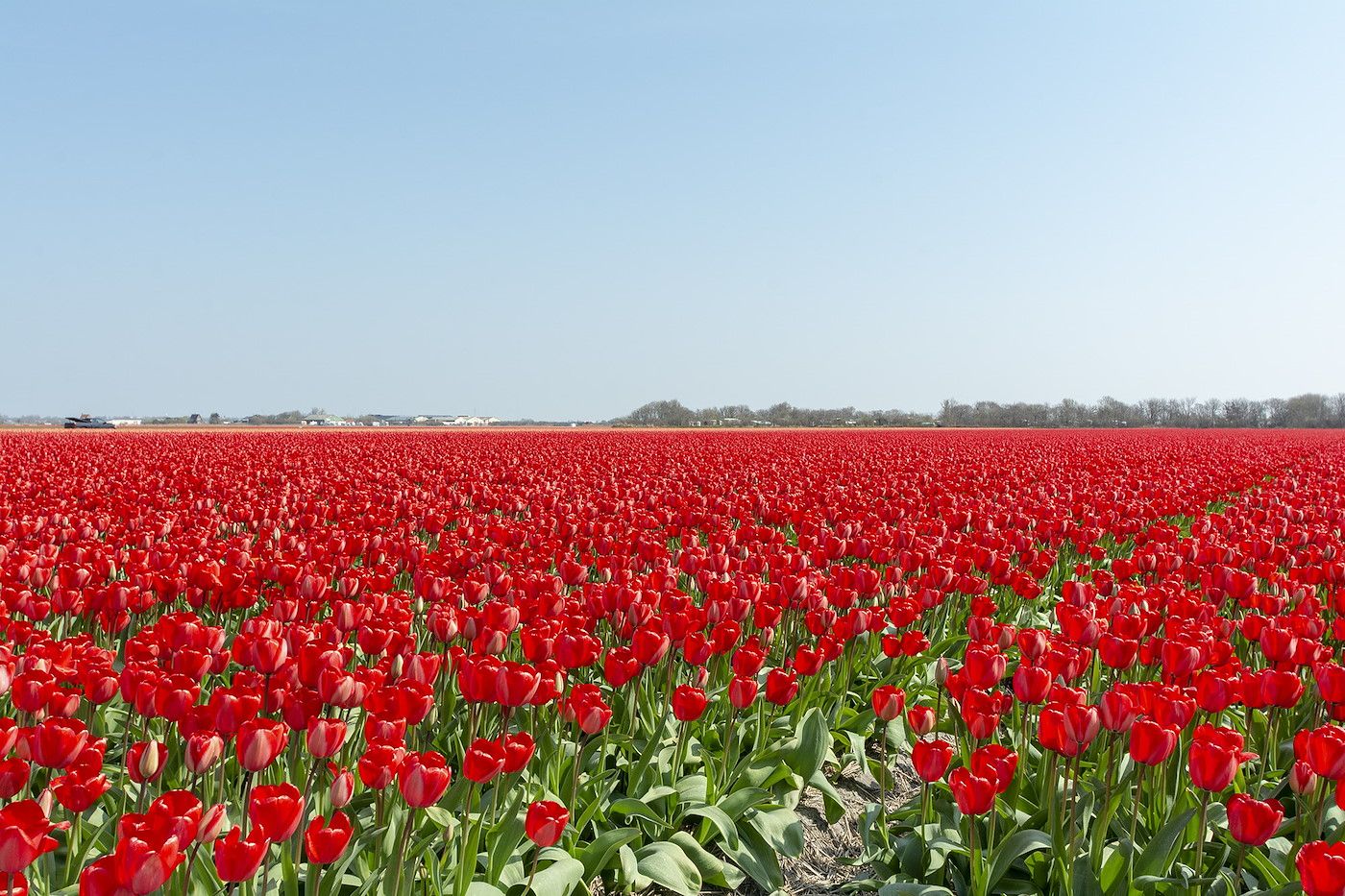 Schoene Tulpenfelder rund um Wijde Blick 103 Callantsoog, Ferienhaus an der Nordseekueste, Nordholland.