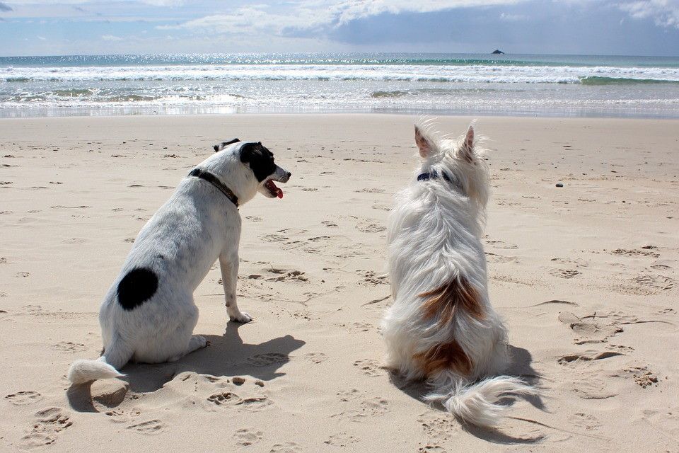 Hunde geniessen den Strand bei Wijde Blick 103 Callantsoog, Ferienhaus an der Nordseekueste, Nordholland.