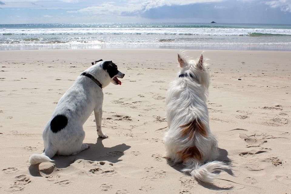 Hunde am Strand bei Wijde Blick 310 Callantsoog, Ferienhaus an der Nordseekueste, Nord-Holland
