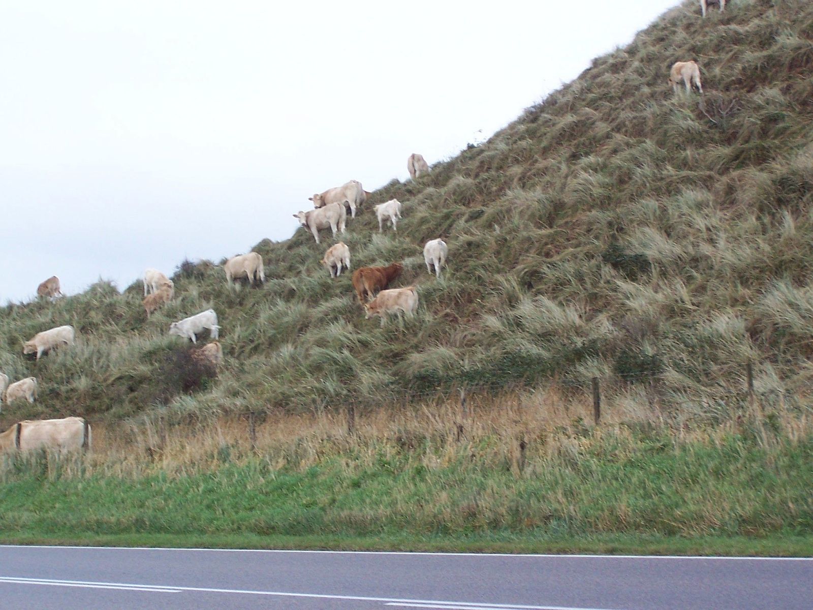 Unterkunft 4504176 - Ferienhaus Noordzeekust - Vakantiehuis "De Korre 4" mit privatem Garten und Terrasse