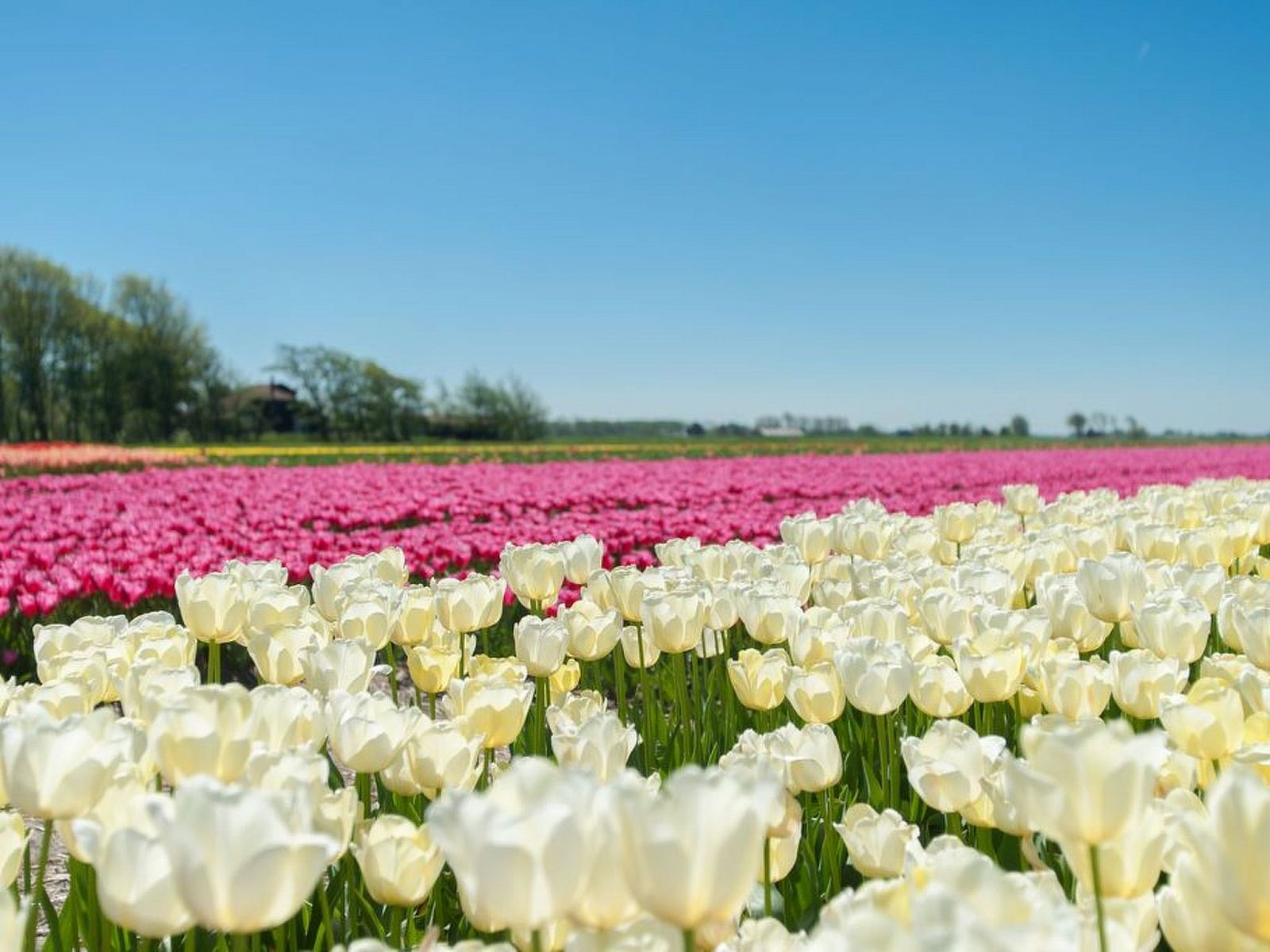 Unterkunft 4504176 - Ferienhaus Noordzeekust - Vakantiehuis "De Korre 4" mit privatem Garten und Terrasse