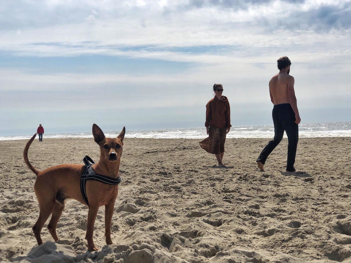 Bike paths through the dunes at Callantsoog, near Dorpsplein 23E vacation home, North Holland.