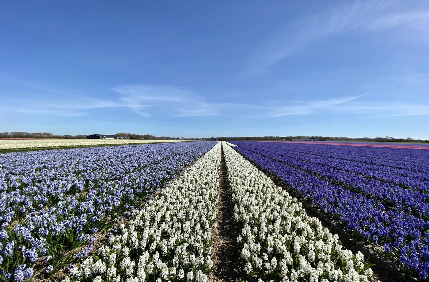 Bunte Blumenzwiebelfelder bei Wijde Blick 208 Callantsoog, Nordseekueste.