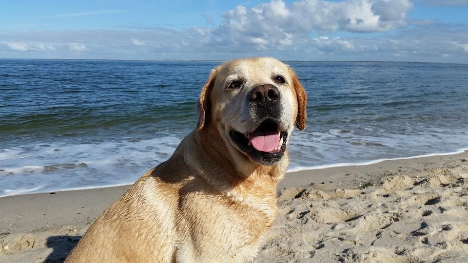 Hund geniesst den Strand in Wijde Blick 208 Callantsoog, Ferienhaus an der Nordseekueste.