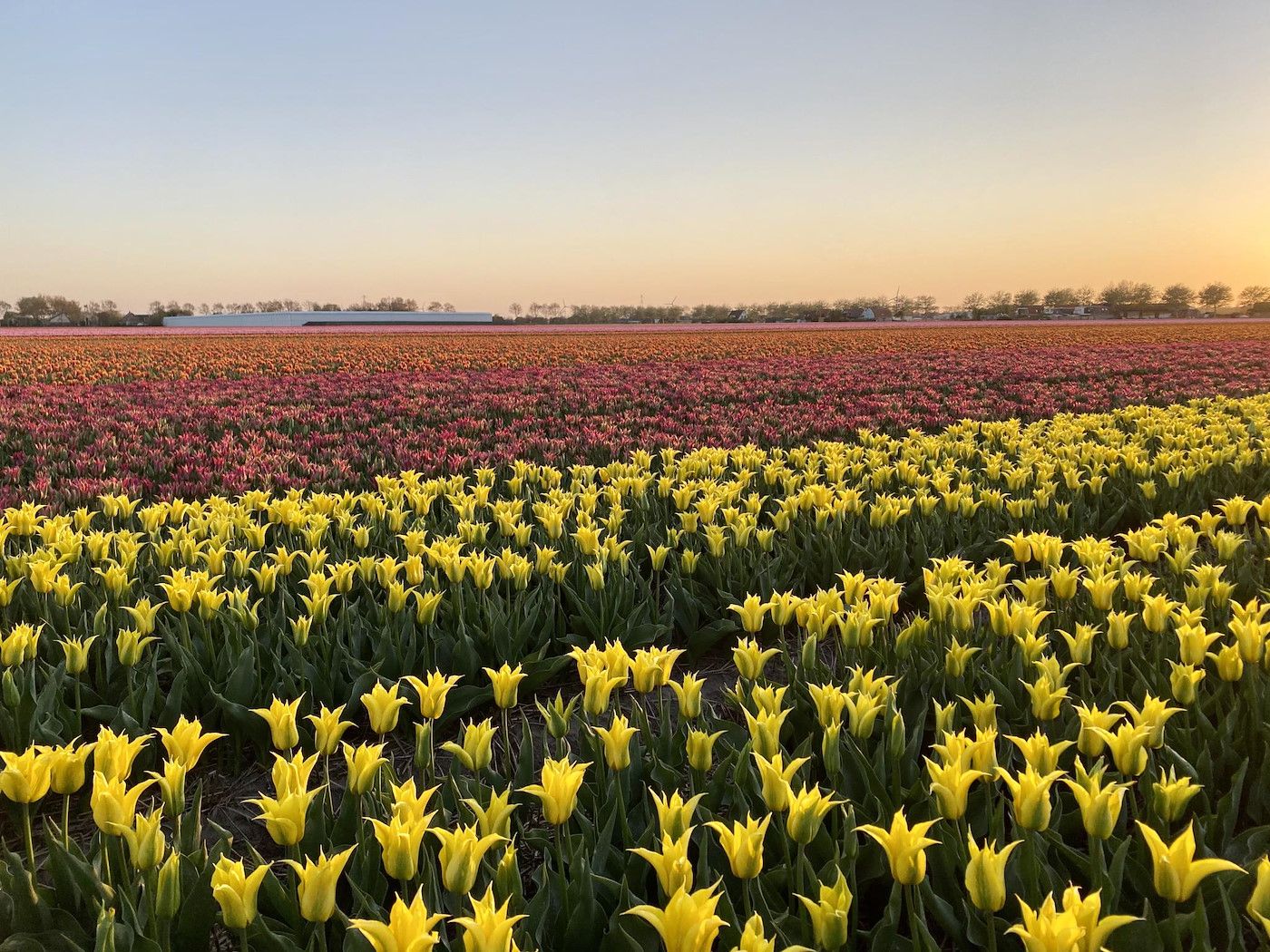 Bluehende Tulpenfelder in der Naehe von Beach Apartment 35 Callantsoog, Nordholland.